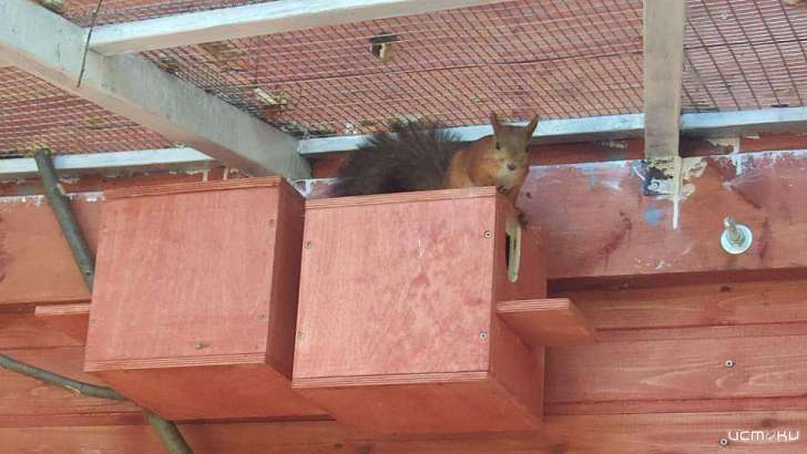 В Ливнах бельчата поселились в «Славянском саду»
