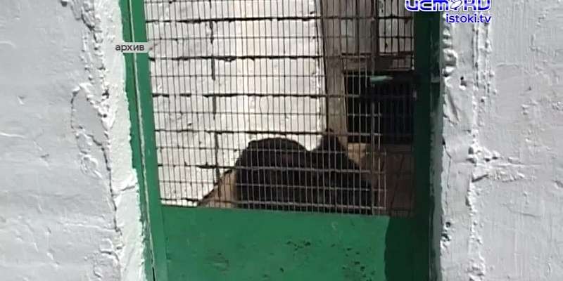 Малыш не пострадал — его вернули домой менее чем за час. В Орле собака по кличке Спартак нашла живым пропавшего четырёхлетнего мальчика
