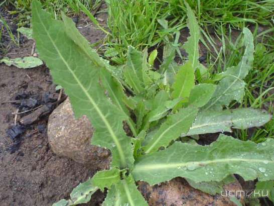 Во Мценском районе сахарный комбинат заплатит 400 тысяч рублей за сорняки