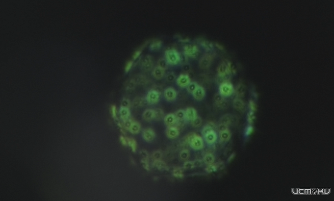 Вредоносные микроорганизмы, вирусы, бактерии могут поставить крест на экспорте зерна. 