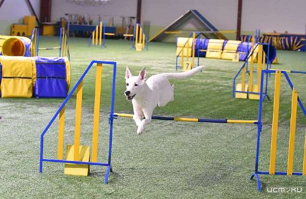 Собака — друг человека! Орловчан приглашают на соревнования по аджилити
