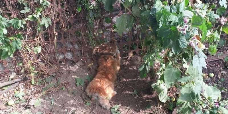 В Ливнах сотрудники МЧС спасли застрявшую в стальной западне собаку