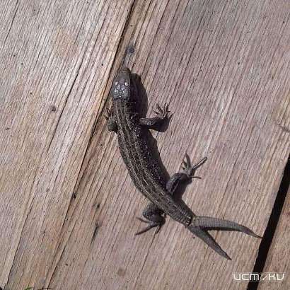 В Орловской области обнаружили ящерицу с двумя хвостами