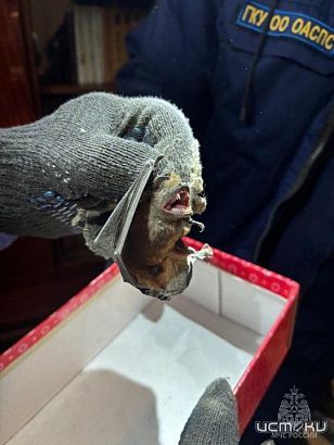 В Орле спасли летучую мышь 