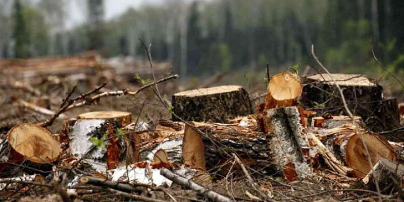 В Орловской области оказалось немного незаконных вырубок леса