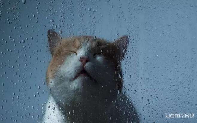 Прохладная погода и дождь ждут орловчан в среду