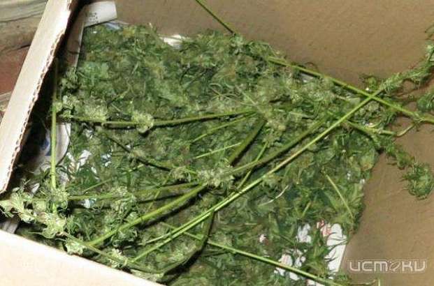 В Дмитровском районе у молодого человека нашли марихуану