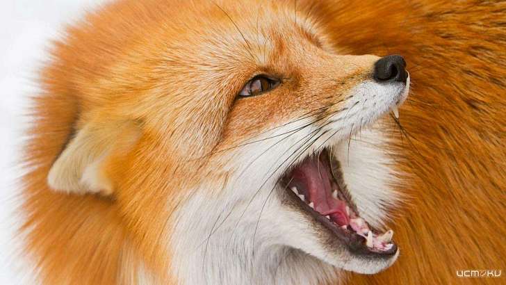 Орловчанам расскажут все, что нужно знать о бешенстве