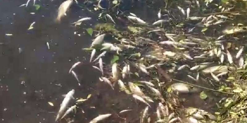 «Травят рыбу, помогите!»: массовая гибель речных обитателей переполошила ливенцев
