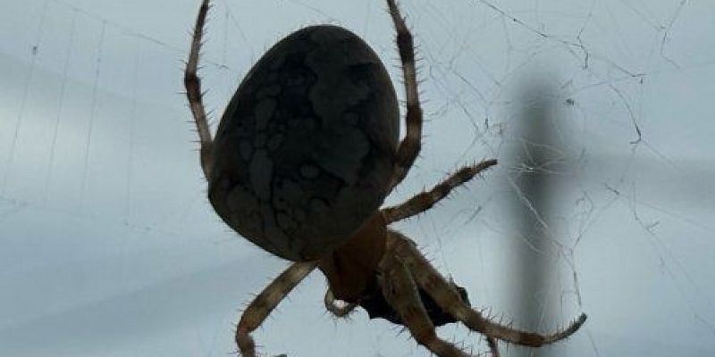 Жители Орловского МО сфотографировали огромного паука
