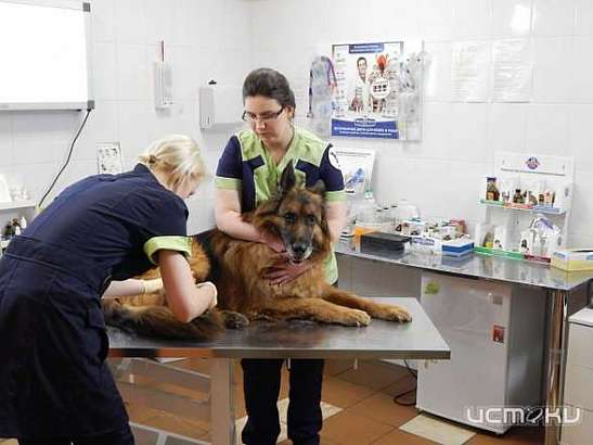 Клычков решил списать ряд ветеринарных зданий