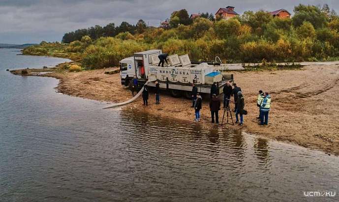 В реку Оку выпустили 120 тысяч мальков стерляди