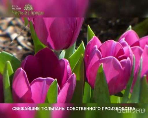 Свежайшие тюльпаны собственного производства ко Дню 8 марта от питомника «Чистые пруды»