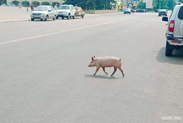 По дорогам одного из городов Орловской области свободно бегает свинья