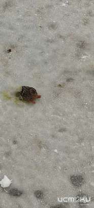 Сотрудники МЧС спасли жизнь утке, которая вмёрзла в лёд реки Орлик