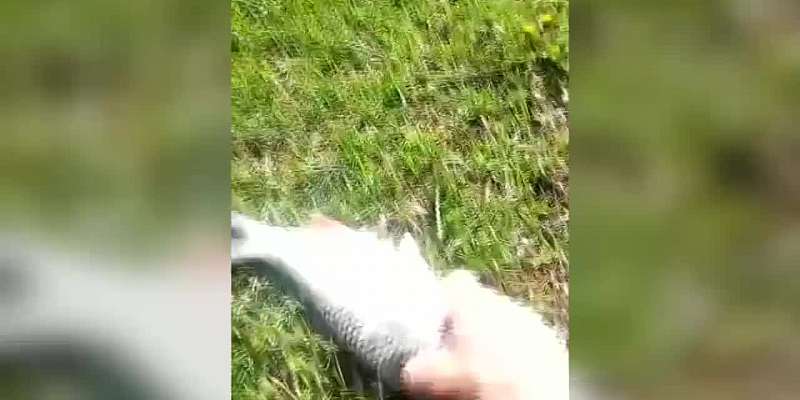 Орловчане пожаловались на два завода, загрязняющих отходами среду