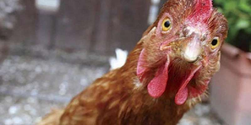 Жителю села Долгое грозит пять лет тюрьмы за кражу домашней птицы