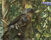 Пернатые соседи. В честь Международного дня птиц в Орле открылась выставка крылатых Пернатые соседи. В честь Международного дня птиц в Орле открылась выставка крылатых