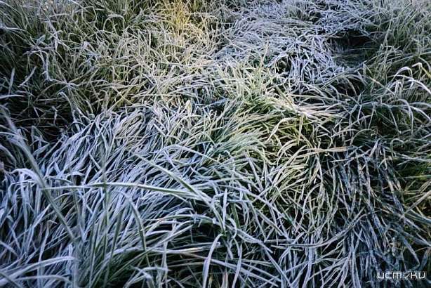 В Орловской области введен режим чрезвычайной ситуации в агропромышленном комплексе