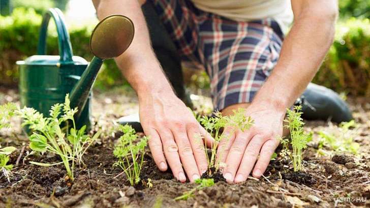 У мужчины из Кромского района нашли больше сотни кустов конопли