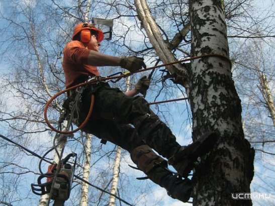 Власти объяснили, почему на ул. Октябрьской вырубили липы
