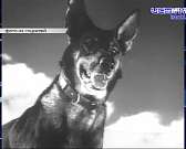 Они тоже подрывали вражеские танки, ходили в разведку, обнаруживали лазутчиков. О фронтовых друзьях наших меньших юным орловчанам рассказали краеведы ...