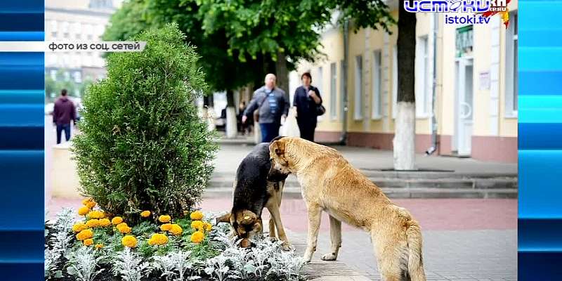 Госдума приняла закон о праве регионов самим решать, что делать с бездомными животными, в школе на ул. Зеленина продолжаются работы. Об этом и не толь...
