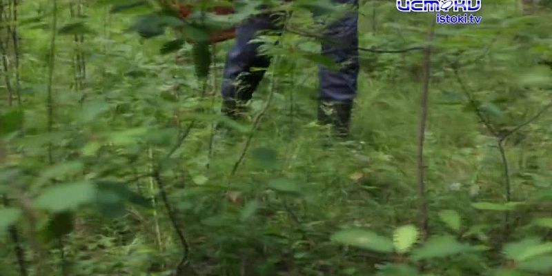 Грибной сезон в разгаре, но сбор грибов может быть опасен, особенно для новичков