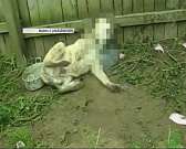 За шесть дней пять случаев бешенства зафиксировано в Орловской области