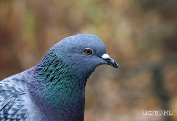 Спасатели ловили голубя в Свято-Троицком храме Орла