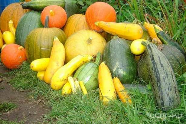 Турецкие кабачки и тыква исчезнут с российских прилавков 
