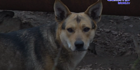 Ситуация с бродячими собаками остается крайне напряженной и недавно мы в очередной раз в этом убедились