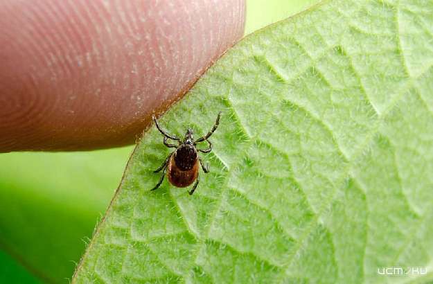 Клещи атакуют: от укусов паразитов пострадало уже более 170 орловчан