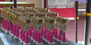 "Первый салют победы". Орёл принял межрегиональные соревнования по "Королеве спорта" 