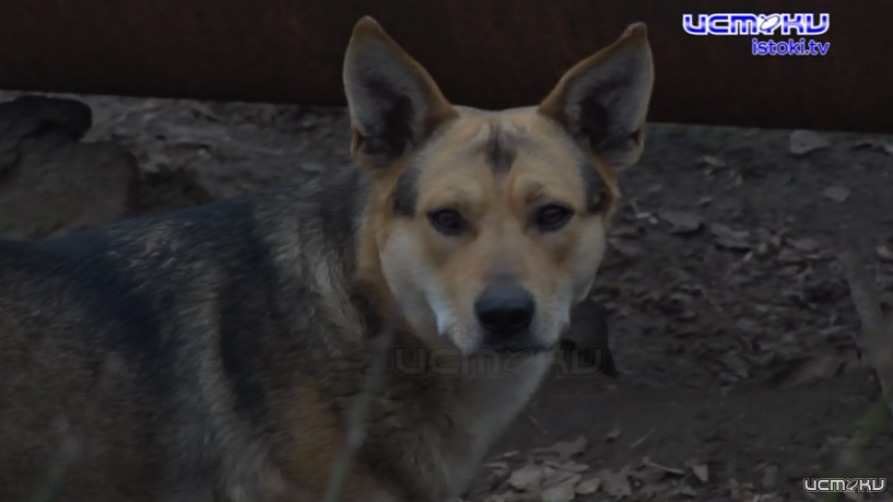 Ситуация с бродячими собаками остается крайне напряженной и недавно мы в очередной раз в этом убедились