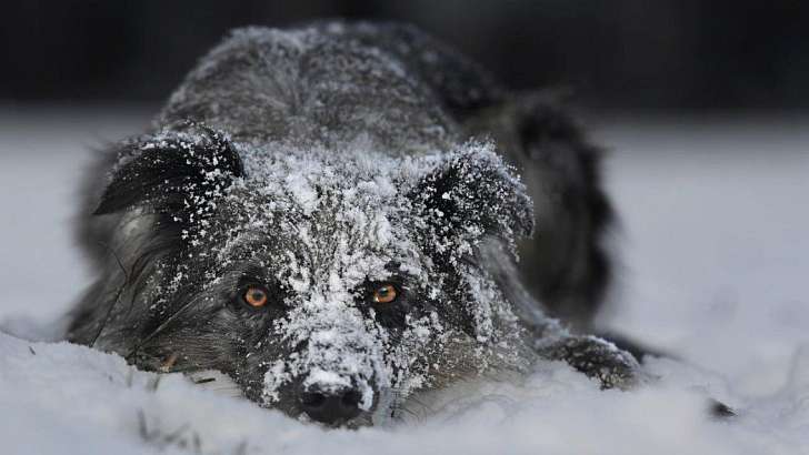 Сегодня орловчан ожидает небольшой снег