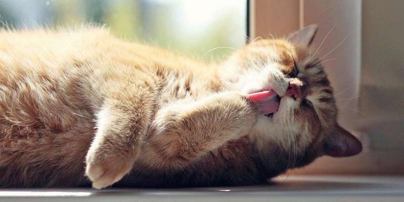 В воскресенье в Орле будет солнечно, без осадков