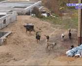 Ул. Ломоносова обещали «освободить» от ям, опасные маневры на обледенелой дороге в районе Прокуровки, у города есть шанс получить приют для животных в...