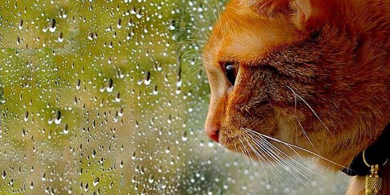 7 мая в Орле будет хмуро и дождливо