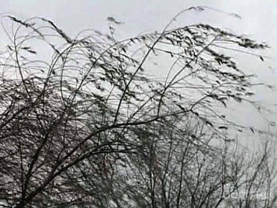 В ближайшие сутки в Орловской области ожидается сильный ветер