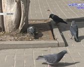 Экспресс-новости: очередной трэш-блогер - в Орловском СИЗО, Клычков продолжает рассказы про аэропорт, а средства по нацпроектам освоены только на поло...