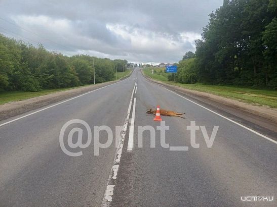 Под Орлом микроавтобус насмерть сбил косулю