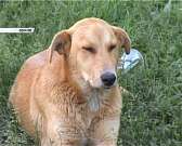 Новости за 90 секунд: арт-студия известного российского дизайнера Артемия Лебедева раскритиковала проект реконструкции улицы Ленина, на отлов бродячих...