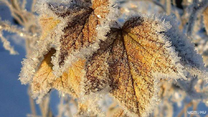 Как у Пушкина: орловчан сегодня ждут мороз и солнце 