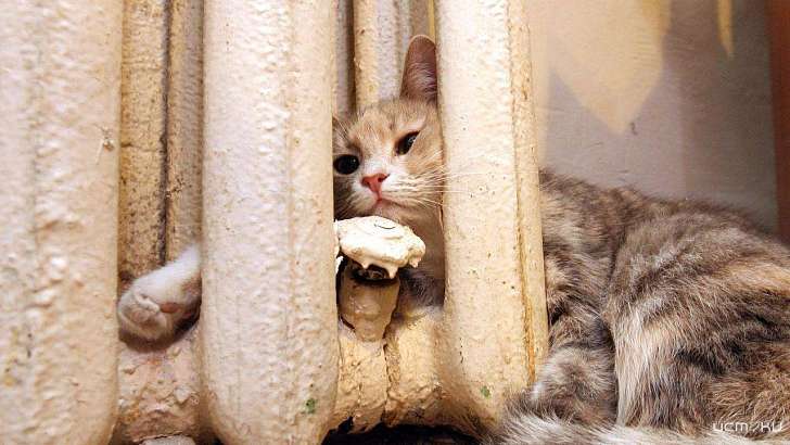 Батареи в квартирах орловчан потеплеют на следующей неделе