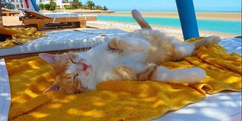 Выходные в Орле будут жаркими и сухими