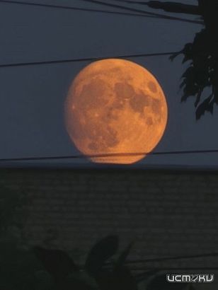 «Оленья луна» взошла над Орловской областью