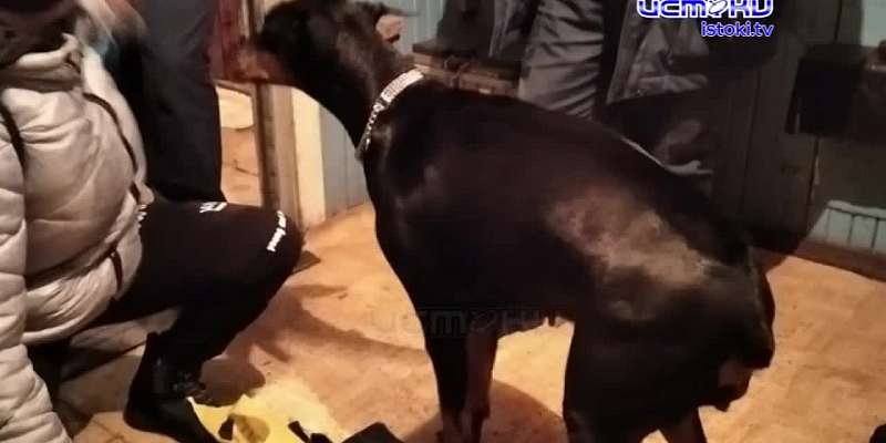 Сотрудники орловского управления МЧС спасли от верной гибели мужчину и его собаку