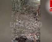 Орловская семья избила лошадь и бросила ее умирать на улице - СМИ