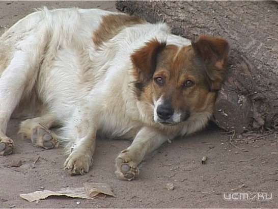 В Орловской области дикие животные покусали более ста человек